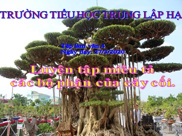 Bài giảng Tiếng Việt Lớp 4 - Tập làm văn: Luyện tập miêu tả các bộ phận của cây cối - Năm học 2019-2020 - Trường Tiểu học Trung Lập Hạ