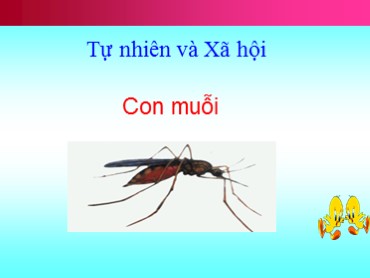 Bài giảng Tự nhiên và xã hội Lớp 1 - Bài: Con muỗi