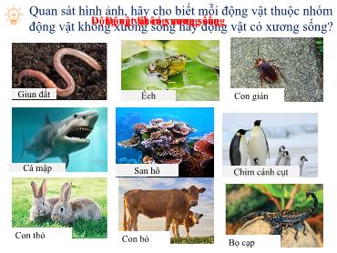 Bài giảng Khoa học tự nhiên 6 (Cánh diều) - Bài 23: Đa dạng động vật có xương sống - Trường THCS Thái Sơn