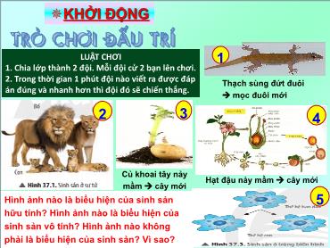 Bài giảng Khoa học tự nhiên 7 (Cánh diều) - Bài 33: Sinh sản hữu tính ở sinh vật - Trường THCS Thái Sơn