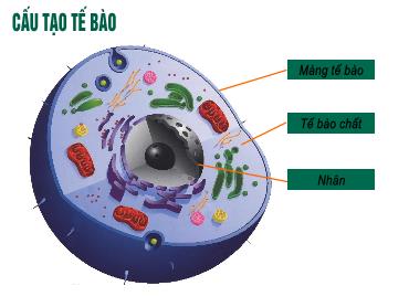Bài giảng Sinh học 9 - Bài 15: ADN - Trường THCS Thái Sơn